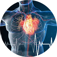 Cardiovascular and Anti-coagulants