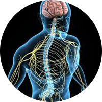 Central Nervous System