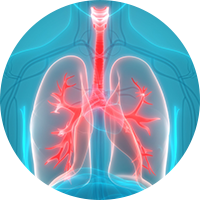 Respiratory System